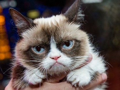 Meghalt a világ leghíresebb macskája: Grumpy Cat mindössze 7 éves volt