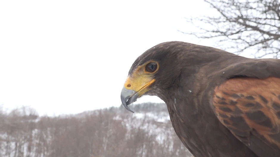 Vladimir Ilić iz Stapara 
