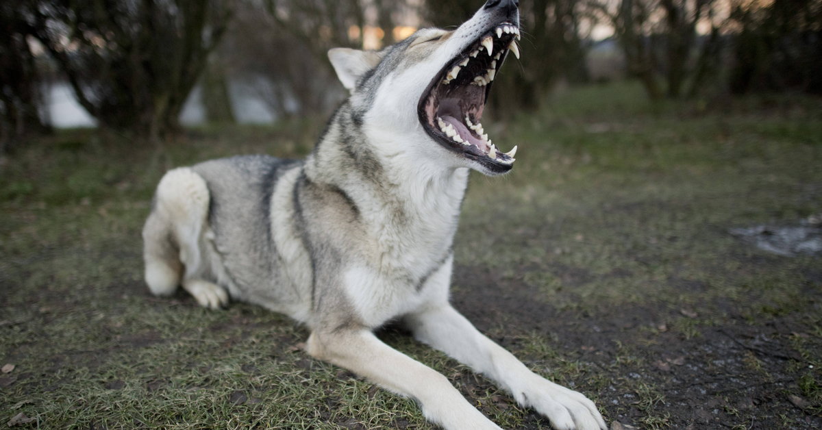 Descoperire în munții României.  Este un hibrid câine-lup