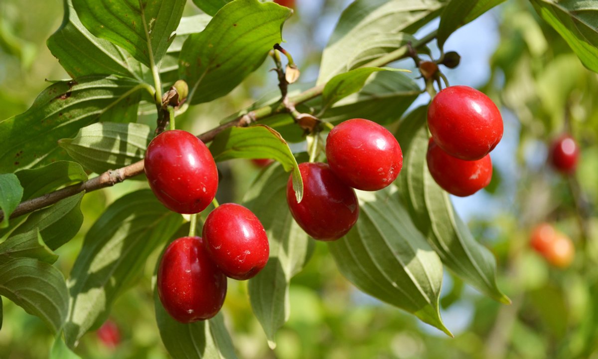 Jest nazywany "polską oliwką". Za granicą kilogram kosztuje 4,5 tys. zł. U nas zapłacisz grosze