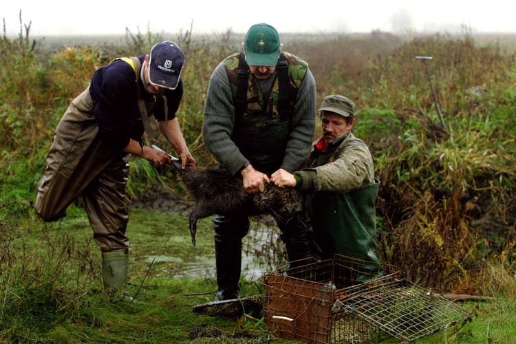 Fotoreportaż Wojtka Jargiło o przenoszeniu bobrów zwyciężył w konkursie BZ WBK PRESS FOTO 2009 w kategorii przyroda