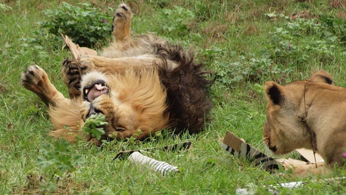 Łódzki ogród zoologiczny 1 maja postanowił nawiązać do tradycji, czyli zorganizować pierwszomajowy pochód. Różnica będzie taka, że zamiast ulicami – pochód przejść ma alejkami łódzkiego ZOO. A przewodnicy opowiedzą o wszystkich zwierzętach, nie tylko tych najbardziej pracowitych.