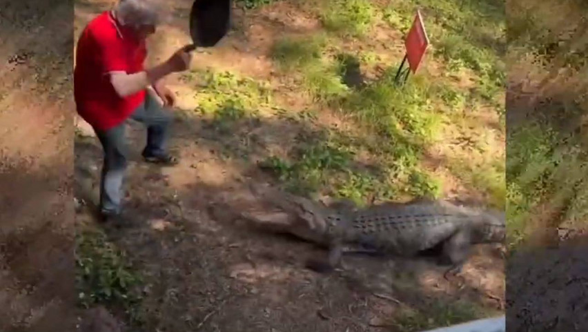 Íme, a Crocodile Dundee-k Kemény Henrikje, avagy a bácsi, aki palacsintasütővel futamította meg a két és fél méteres krokodilt – Ezen a videón pörög ma a net
