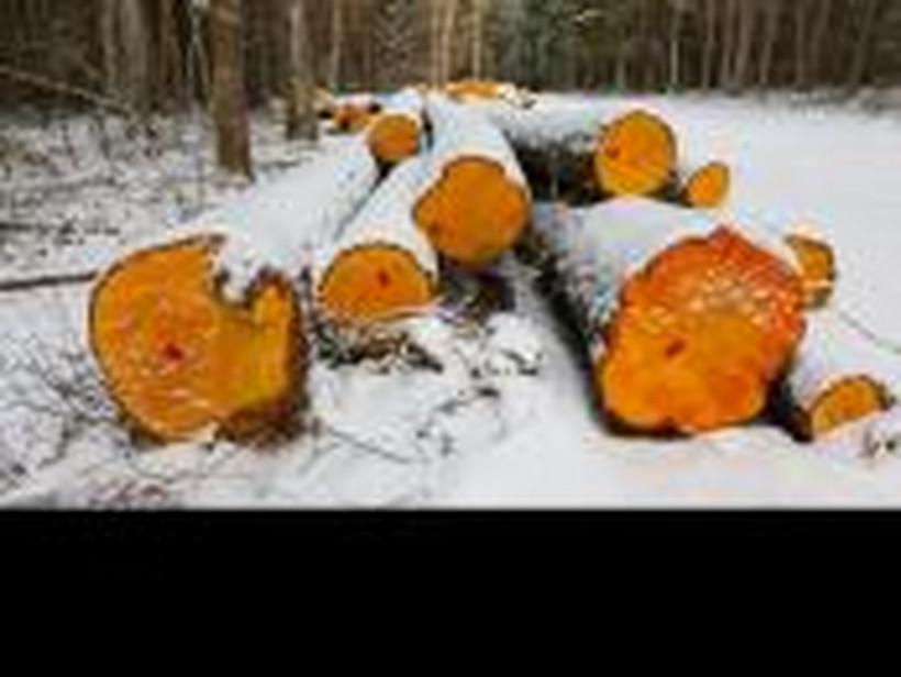 Wycięte drzewa w Puszczy Białowieskiej