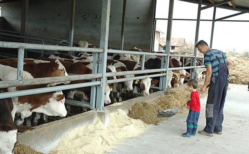 Braća Nedeljko i Nemanja hrane stoku