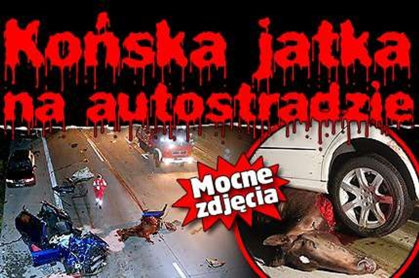 Końska jatka na autostradzie. Mocne zdjęcia