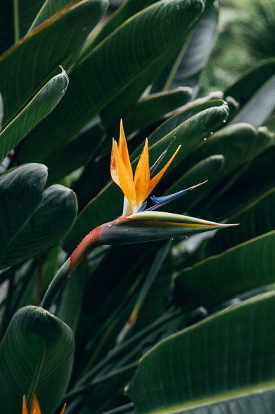 Strelicja królewska (Strelitzia reginae)