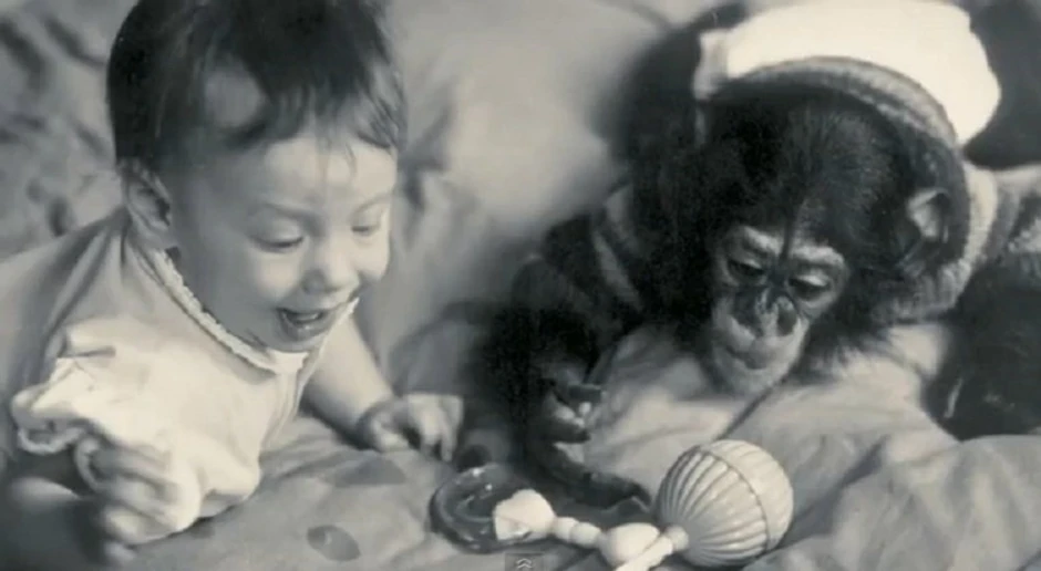 Šimpanza nazvan Nim Čimpski odvojen je od majke i odgajen među ljudima