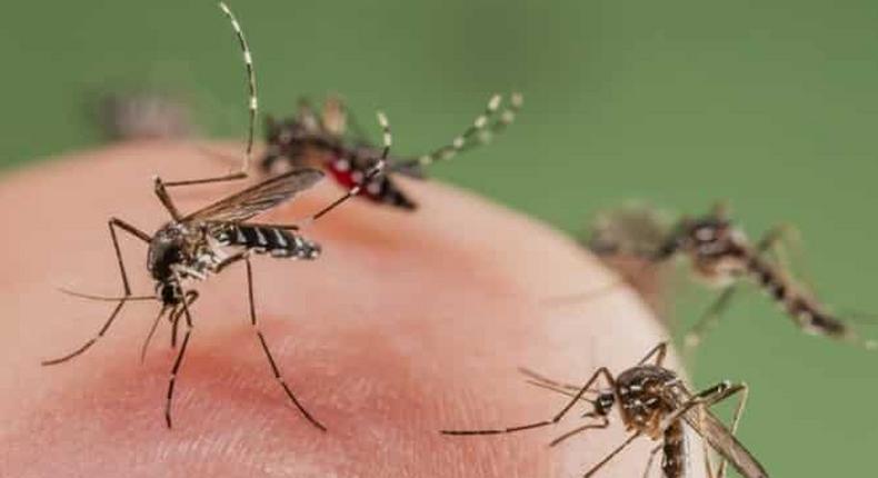 Allow mosquitoes to bite you, they need blood to feed their kids - Animal-rights activist
