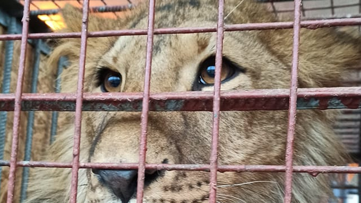Zwierzęta ewakuowane z Ukrainy są już w poznańskim zoo