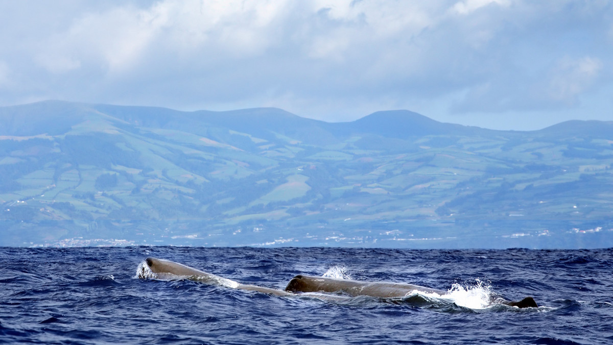 Ostatniego wieloryba upolowano u wybrzeży Azorów w latach 80. Wielorybników z harpunami nastąpili turyści z aparatami. Ale dawne tradycje nie odeszły w zapomnienie. I wciąż można tu spotkać nie tylko wieloryby, ale i usłyszeć morskie opowieści.