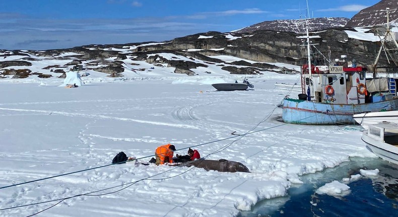 Researchers collecting a tissue sample from a Greenland shark.Ewan Camplisson