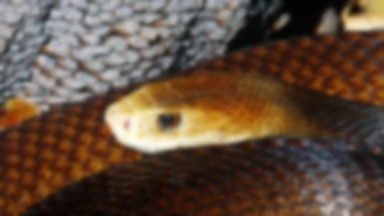 Papua: nowe antidotum na jad węży