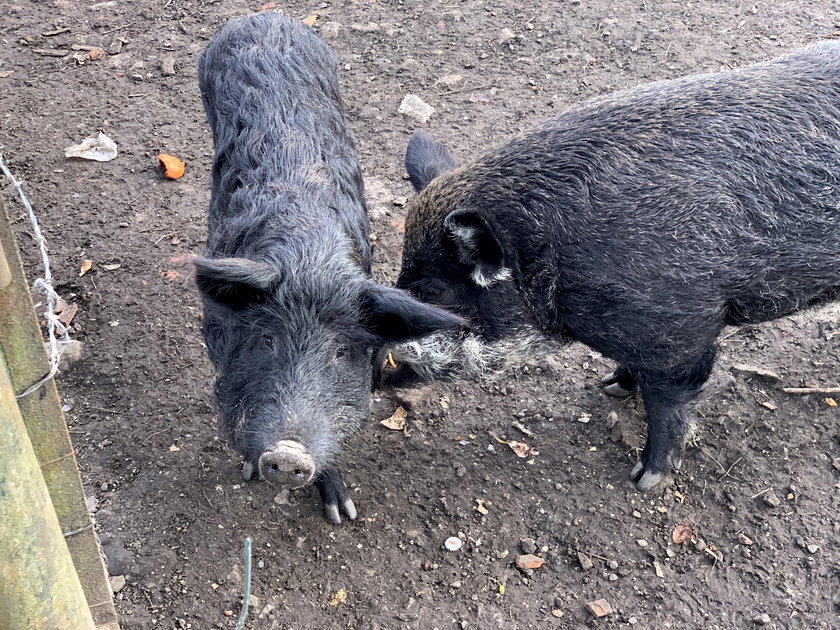 Smutny los świń, które zjadły rolnika na Dolnym Śląsku