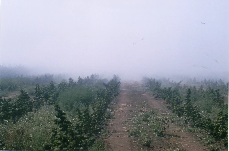 Malinjak u dimu i vatri