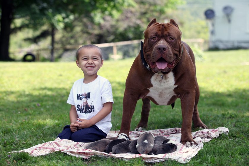 Największy pit bull świata opiekuje się niemowlęciem. Oszaleli?!