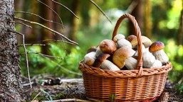 duszone pulpety w sosie grzybowym, smak tradycji na rodzinnym stole. d