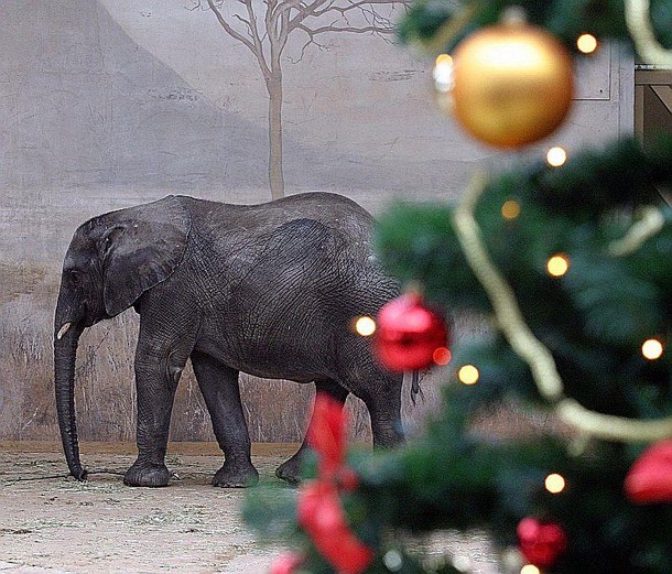 choinka w zoo, warszawa