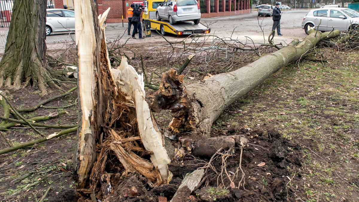 "Żółte" ostrzeżenia pierwszego stopnia dla całego kraju wydał Instytut Meteorologii i Gospodarki Wodnej. Przed skutkami silnego wiatru ostrzega też Rządowe Centrum Bezpieczeństwa. W Łódzkiem od rana strażacy w związku z wichurami wyjeżdżali już dwieście razy.