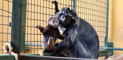 Mała małpka w gdańskim zoo! To lutung jawajski!