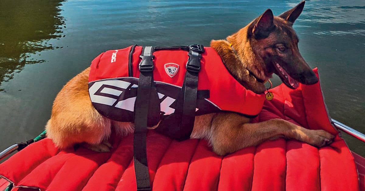 Suczka Eto potrafi znaleźć zwłoki w wodzie. "Nie każdy potrafi sobie z tym poradzić"