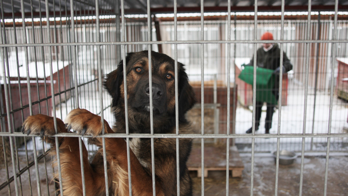 82 grosze - tyle w teorii na jednego psa dziennie ma przytulisko w Hajnówce. Do utrzymania placówki gmina dokłada rocznie 60 tysięcy złotych.