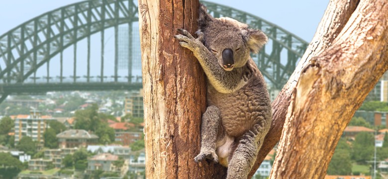 To jego z pożaru lasu ratowali turyści. Ocalony koala Lewis nie żyje [WIDEO]