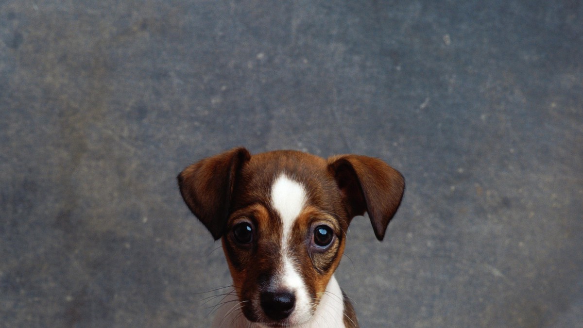 Jack Russell Terrier puppy sitting on wooden floor