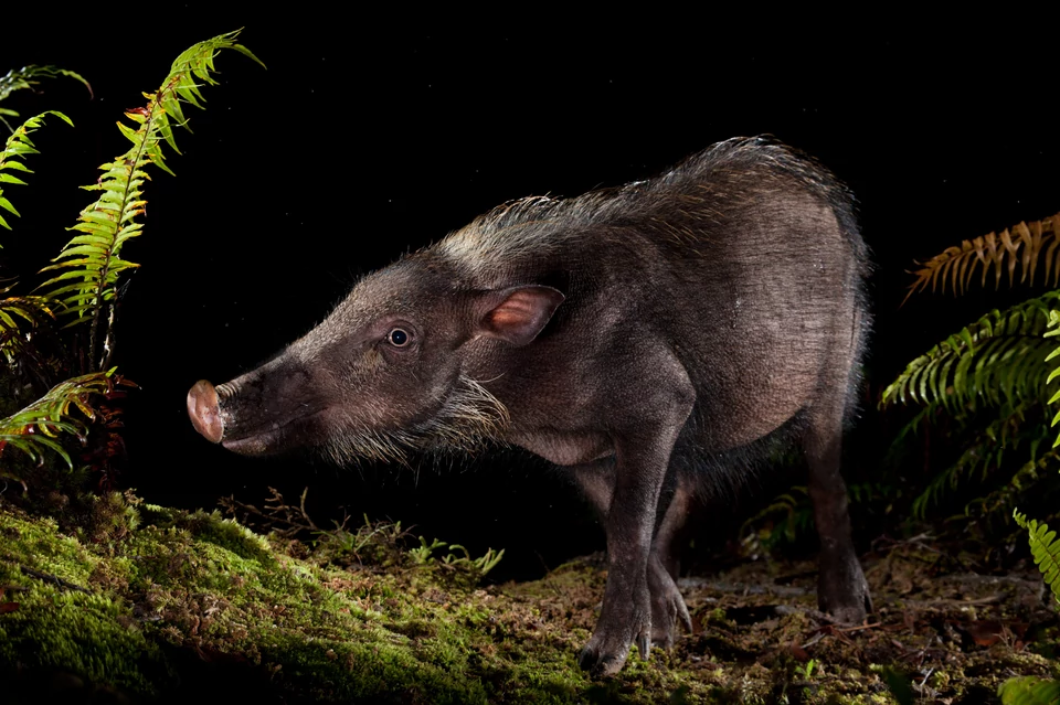 Niecka Maliau w Malezji - "zaginiony świat"; na zdjęciu: świnia brodata