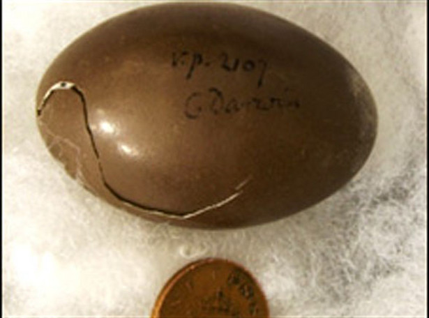 Znalazło się jajko z kolekcji Darwina