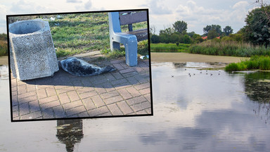 Niecodzienny widok w Gdańsku. Znalazł ją obok kosza na śmieci