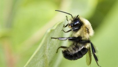 Katasztrófa: 500 millió méhet mérgeztek meg a magyar határ mellett