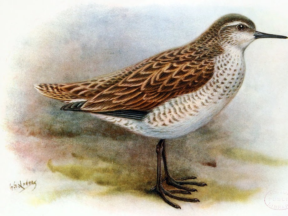 Brodźczyk polinezyjski (Prosobonia cancellata) wymarł w XIX w.