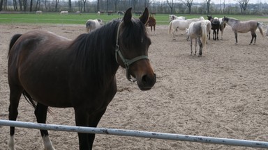 Rozpoczęło się Święto Konia Arabskiego w Janowie Podlaskim