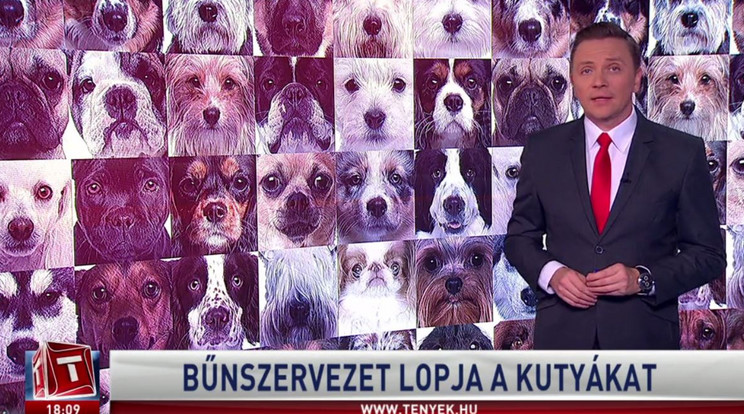 Bűnszervezet lopja a kutyákat