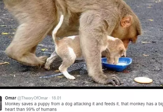 Małpa zaopiekowała się samotnym szczeniakiem. Nakarmiła go i ochroniła przed atakiem drapieżników