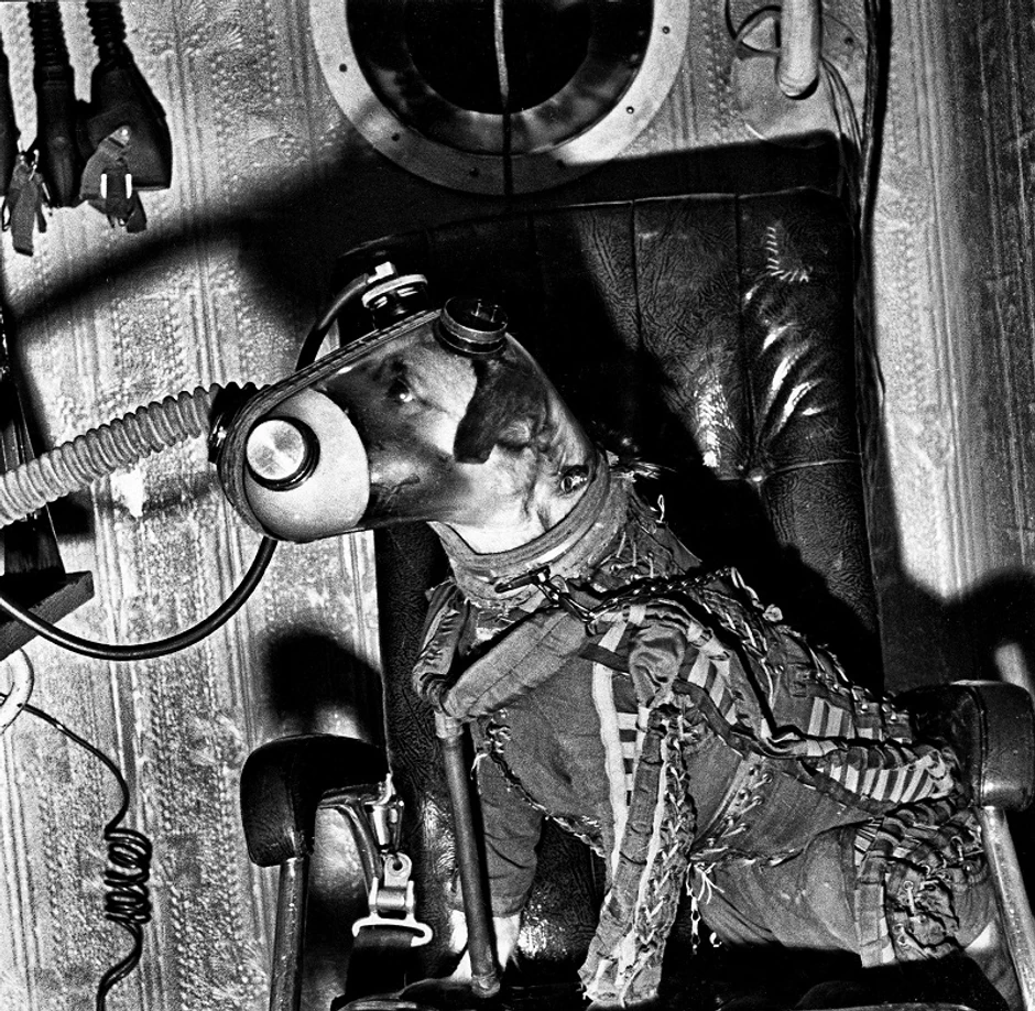 Lajka, moskovski pas lutalica