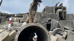 Psy z Grupy Poszukiwawczo-Ratowniczej OSP Marki podczas szkolenia