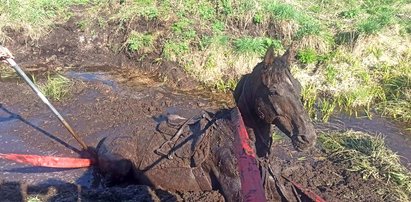 Co za wyczyn! Strażacy uratowali konia, który tonął w błocie