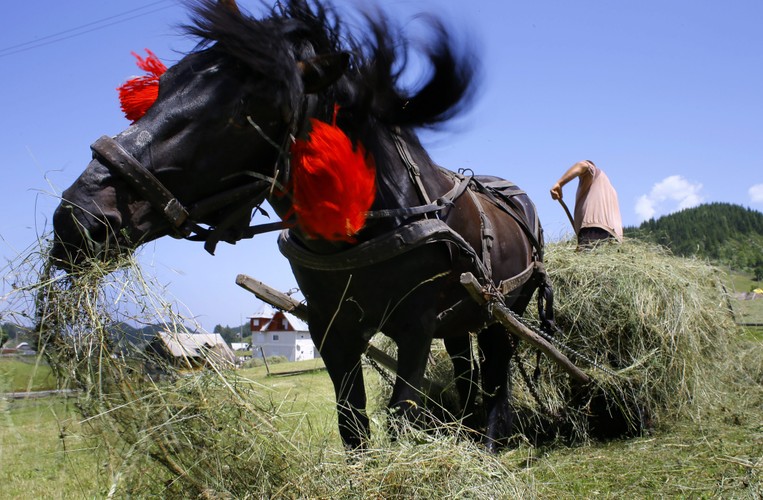 Krajobrazy w wiosce Magura w rumuńskiej Transylwanii