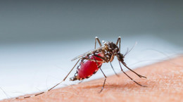 Komar może przenosić groźne pasożyty. Jak można się przed nim chronić?