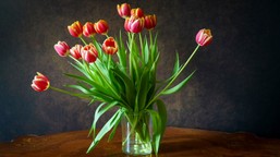 dodaj do wody w wazonie, a tulipany będą pięknie wyglądać przez wiele dni tulipany w wazonie będą długo stały