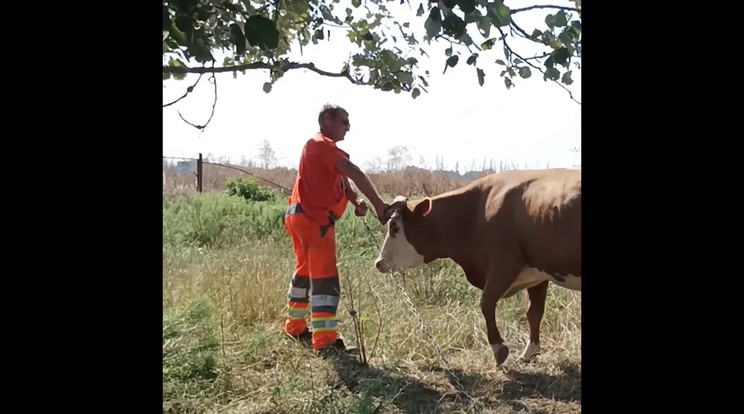 Egy tehén ellésénél segítettek a közutasok / Fotó: Magyar Közút/Instagram