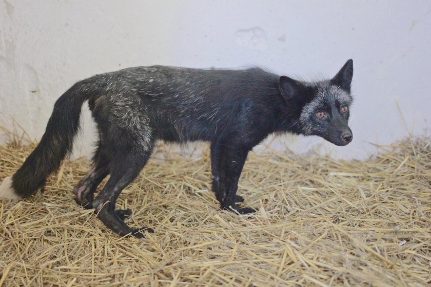 Do poznańskiego Zoo trafiły trzy lisy uratowane z fermy futrzarskiej