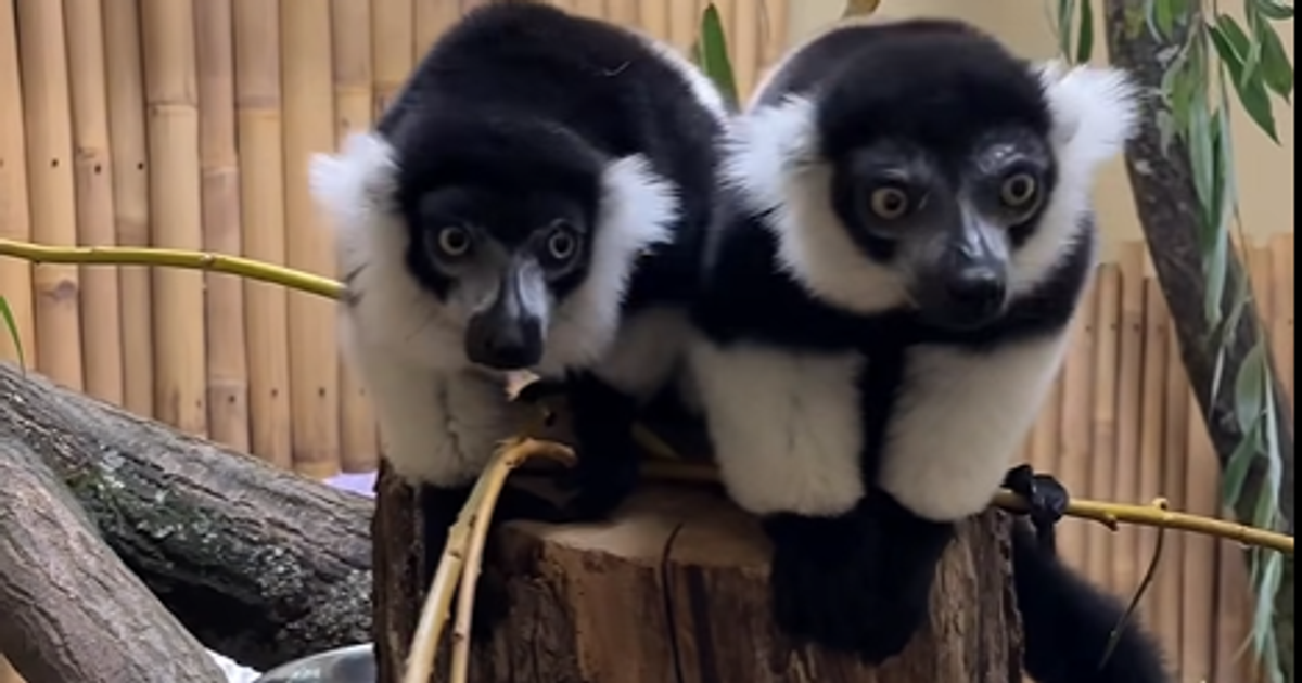 Są prześliczne! Parka lemurów przyjechała do zoo