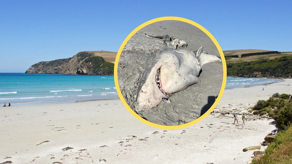Szczątki żarłacza białego trafiły na plażę w Cape Bridgewater w październiku (zdj. Twitter.com/9NewsMelbourne)