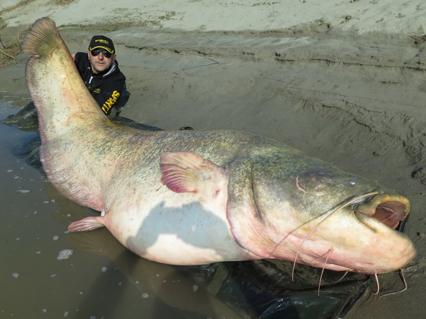 Sum gigant złowiony we Włoszech