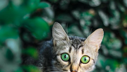 Több száraz macskaeledelnél  minőségi problémát talált a Nébih