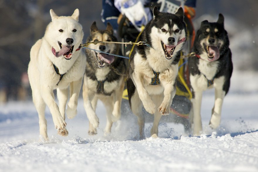 Alaskan malamute to świetny pies pociągowy - lightcatcherfoto/stock.adobe.com