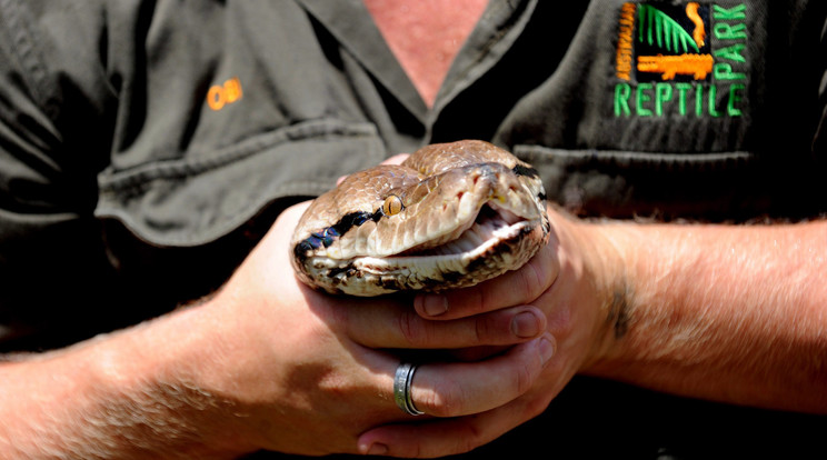 Óriáskígyót mentettek ki a Temzéből brit állatvédők. /Fotó:MTI/EPA